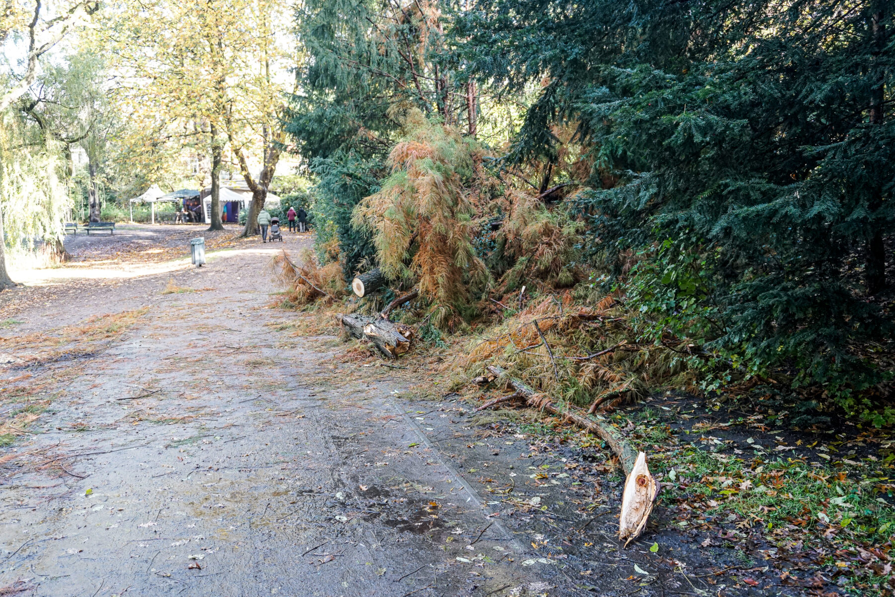 Der umgestürzte Baum ist inzwischen größtenteils beseitigt. Foto: Aaron Müller