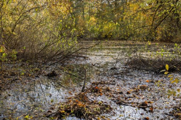 Die Düngelau in Eimsbuettel wurde illegal verschmutzt. Foto: Henning Angerer