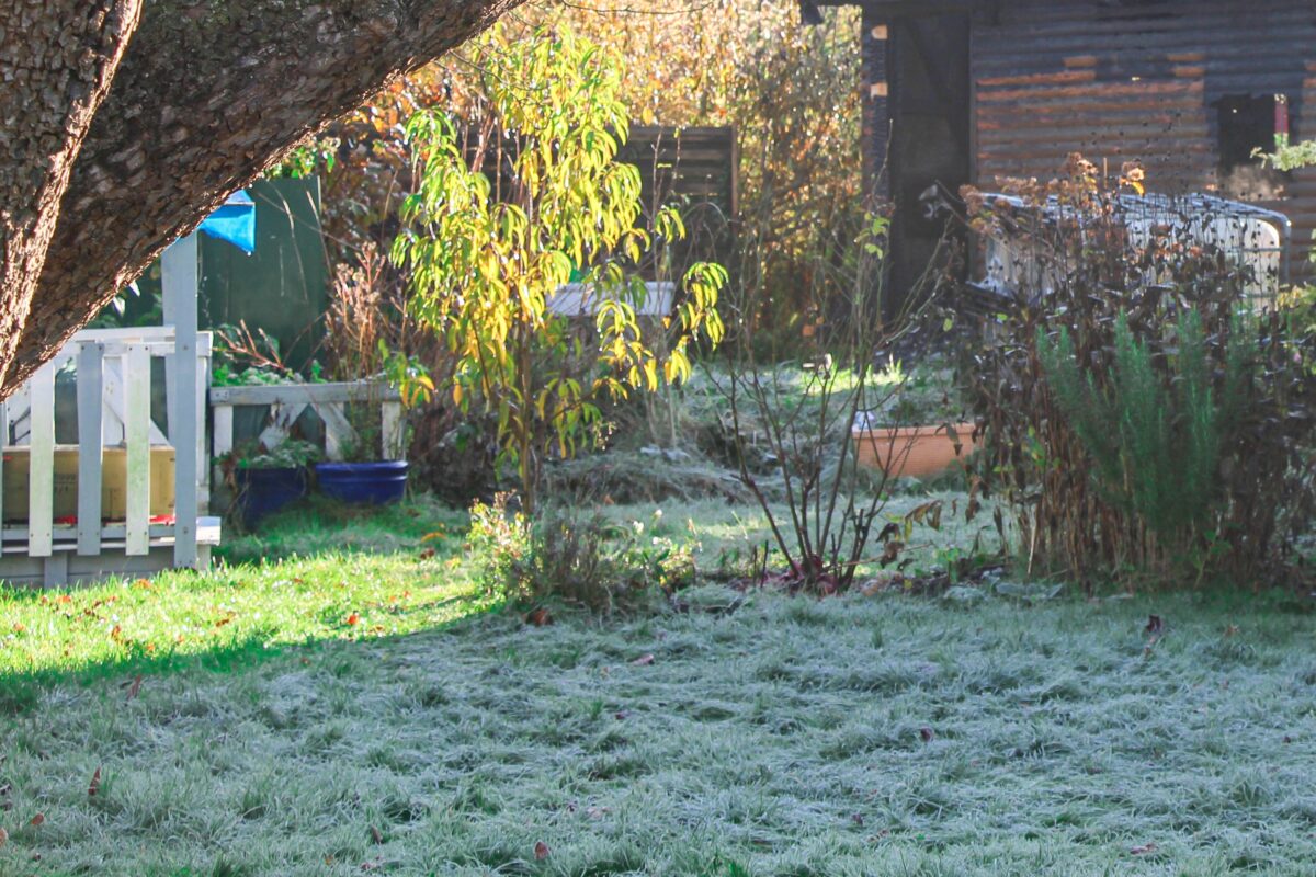 Im Bereich einer Kleingartenanlage in Eidelstedt wurde eine tote Person gefunden. Symbolfoto: Eimsbütteler Nachrichten