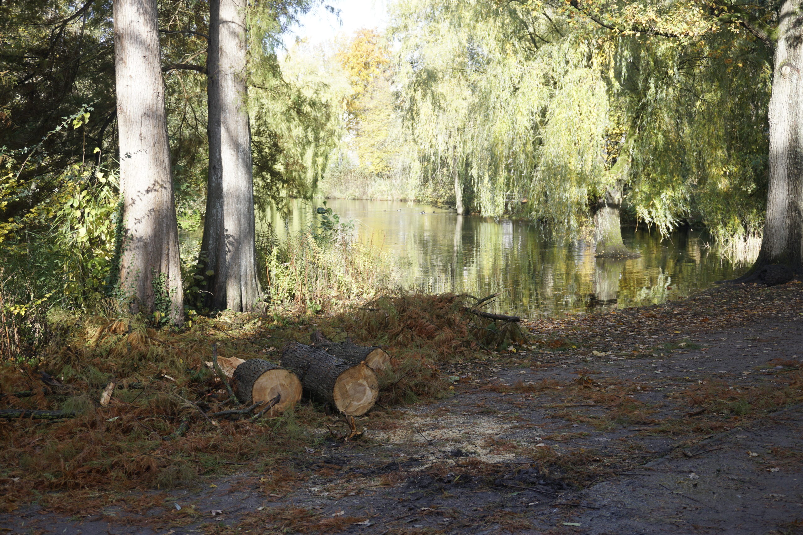 Warum-nach-dem-Baumungl-ck-am-Weiher-ermittelt-wird