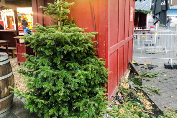 Im Januar holt die Stadtreinigung in Eimsbüttel alte Weihnachtsbäume ab. Foto: Nisse Lassen