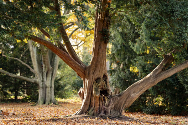 Hamburg wurde als European City of Trees ausgezeichnet. Die Grünen in Eimsbüttel sehen dies nun als Auftrag für mehr Baumpflege. Foto: Henning Angerer