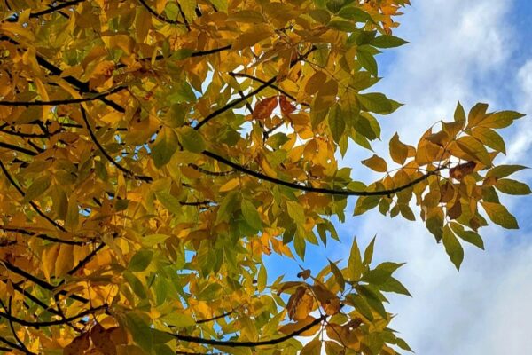 In Eimsbüttel findet man die Esche in Alleen oder dem Niendorfer Gehege. Dennoch macht sie nur rund zwei Prozent der Eimsbütteler Bäume aus.