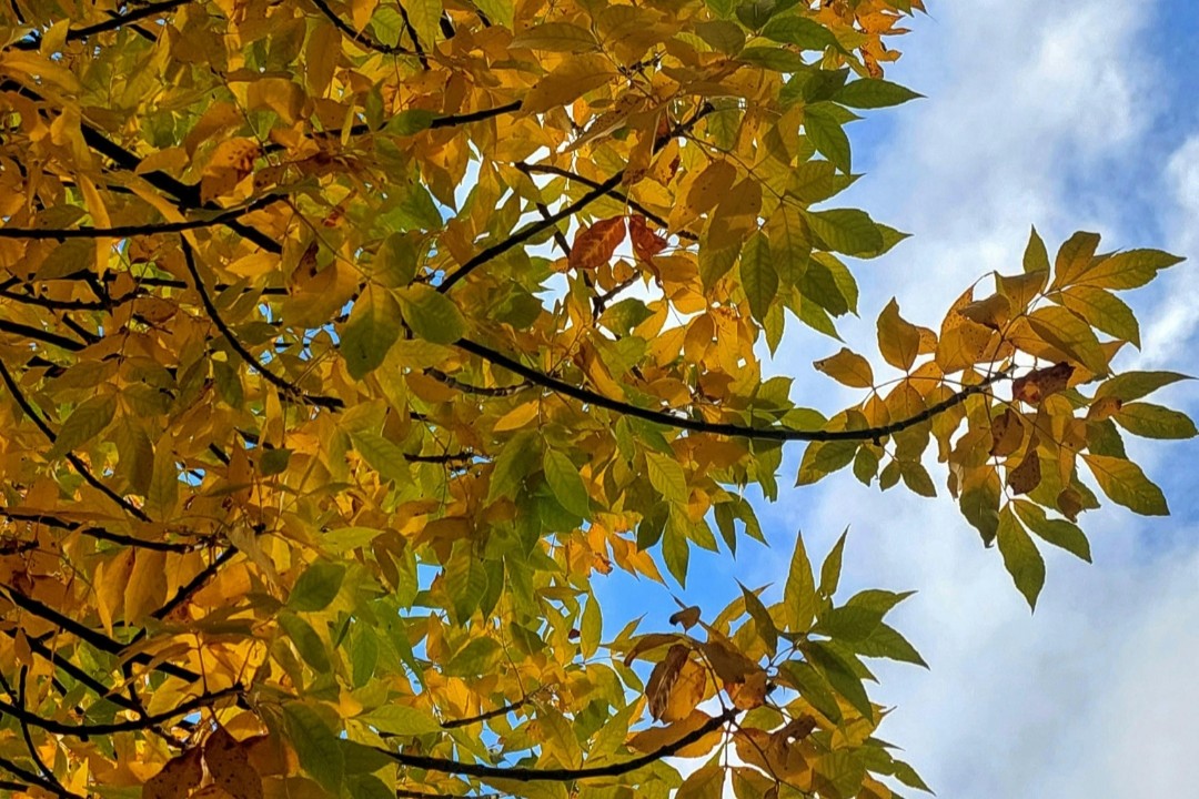 In Eimsbüttel findet man die Esche in Alleen oder dem Niendorfer Gehege. Dennoch macht sie nur rund zwei Prozent der Eimsbütteler Bäume aus.