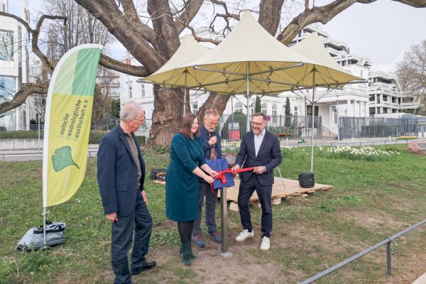 Zur Auszeichnung des Japanischen Schnurbaum kamen Klaus Hoppe, Katharina Fegebank, Prof. Dr. Andreas Roloff und Christian Zierau (v.l.nr.)